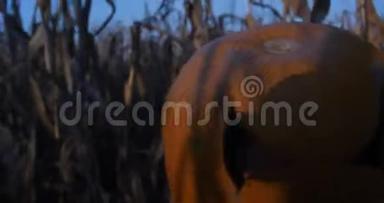 杰克灯特写。 万圣节恐怖南瓜头特写镜头穿过玉米地。
