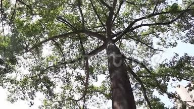 一棵热带叶树的巨大伸展树冠的禅意