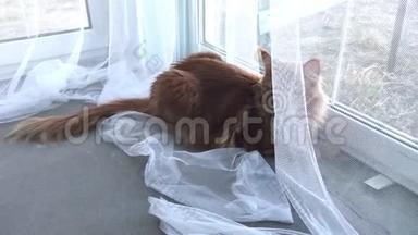 一只巨大的红色大理石缅因州-考恩猫躺在<strong>窗</strong>户<strong>边</strong>的白色薄纱<strong>窗</strong>帘后面，环顾四周