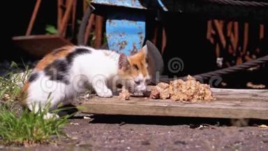 无家可归的野生三色小猫在垃圾填埋场的街上吃肉。 喂养<strong>流浪动物</strong>