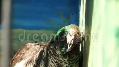 孔雀在动物园里洗羽毛