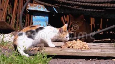 无家可归的野生三色小猫在垃圾<strong>填埋场</strong>的街上吃肉。 喂养流浪动物