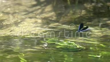 蜻蜓美丽的蓑羽/伞翅虫/飘浮在水面上，慢动作