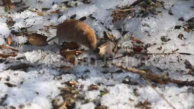 常见的田鼠/正在寻找早春所有枯叶和<strong>残雪</strong>的食物