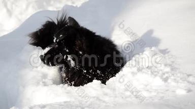 可爱的狗在<strong>雪地</strong>里玩耍。 滑稽狗把脸放进雪里。 好奇的小黑狗在<strong>雪地</strong>里探索和享受乐趣。 发生了什么