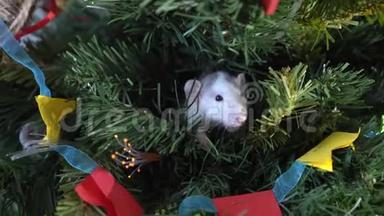 灰白色的老鼠穿<strong>过</strong>圣诞树的树枝。 <strong>新年</strong>`装饰