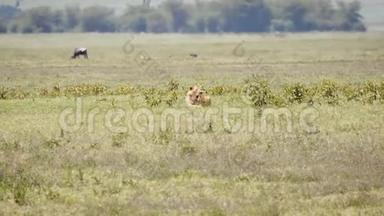 在炎热的天气里，野狮在草原的草地上栖息，伴随着<strong>雾霾</strong>的影响