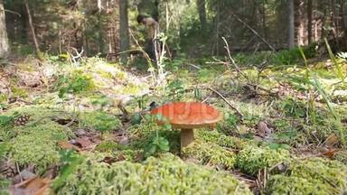 收集蘑菇。 一个蘑菇人走近牛肝菌菇，把它撕下来。 秋天的冬菇林