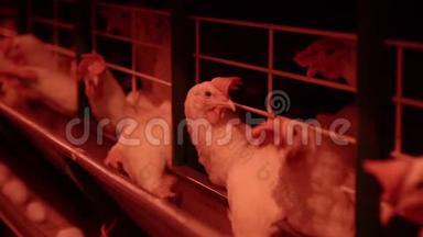养鸡的家禽养殖场，鸡蛋经过运输商，鸡和蛋，家禽工厂
