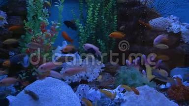 不同大小的美鱼在透明的水族馆水中游泳。装满石头的彩色水族箱