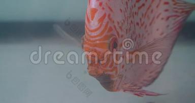 在水族馆里，莫特利<strong>扁平</strong>的<strong>橙色</strong>条纹鱼在镜头中静静地观看。