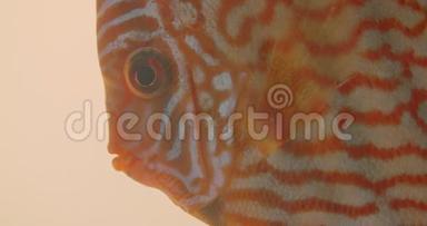 特写镜头，莫特利<strong>扁平橙色</strong>条纹鱼平静地在水族馆里游泳，张开嘴。