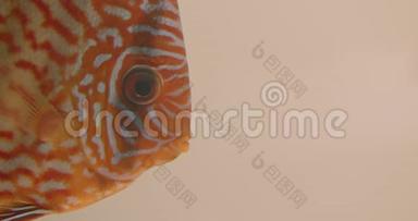 特写拍摄的<strong>扁平橙色</strong>条纹鱼在水族馆里平静地游泳，张开嘴。