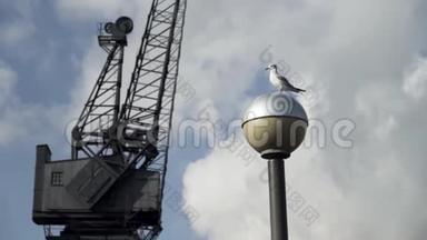 海鸥站在黑色施工吊车前的路灯上.. 行动。 路灯上美丽的白鸟