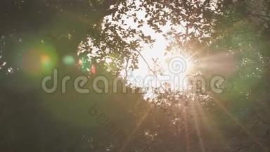 <strong>一缕</strong>阳光穿过城市公园里的树木。