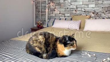 美丽的深色家猫躺在床上，床上有一条条纹格子，背景上有节日装饰和花环灯