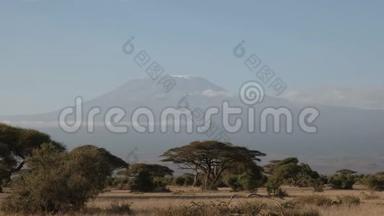 肯尼亚安博塞利有相思树的乞力马扎罗山
