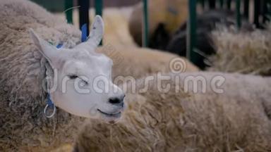 在动物展览会，贸易展览会上吃干草的羊-关门