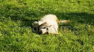 顽皮的湿毛猎犬或拉布拉多犬在草地上抓他的背。 狗在草坪上滚来滚去