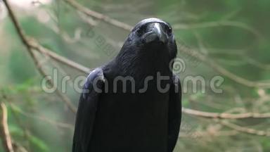 黑鸦，大喙寻找猎物。 自然<strong>栖息地</strong>的野生动物