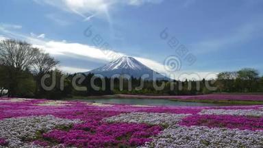 富士山带着粉红色的苔藓