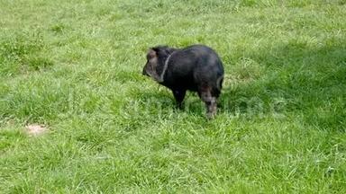 绿色草地上的小野猪放牧草