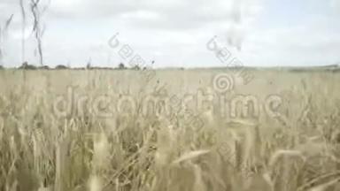 穿越麦田的观点.. 地上的金色麦穗.. 农业农田上的植物..