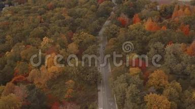 空中建立一条被坠落森林包围的道路的镜头。