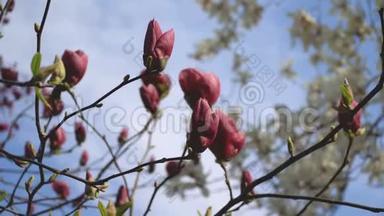 <strong>玉兰花</strong>美丽的粉红色花朵在自然背景下在光天化日之下绽放特写