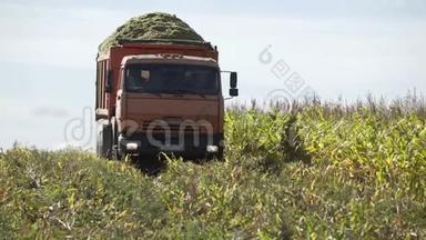 运送刚收获的玉米的卡车。 卡车在农田上行驶。 收割场农业机械