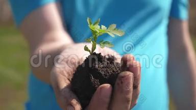 农夫手里拿着一个<strong>小芽</strong>苗在地上种植。 手中的幼苗被关闭了。 无害环境
