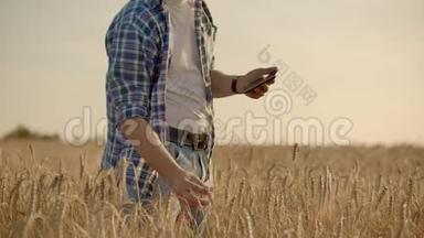 在清晨的日出中，老白种人农民在他的农场上的金色麦田里散步。