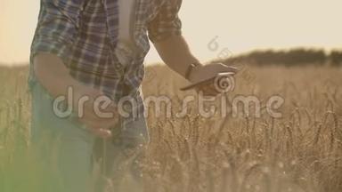 在清晨的日出中，老白种人农民在他的农场上的金色麦田里散步。