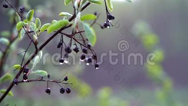 雨后一只樱桃小鸟的枝条，上面有干浆果和大滴水，在微风中<strong>颤抖</strong>