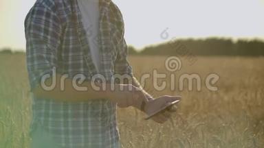 农民在麦田里使用平板电脑。 从事农业技术领域工作的科学家。 <strong>紧紧</strong>抓住男人的手
