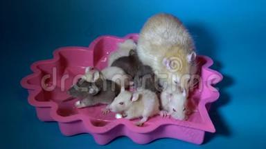 小米黄色和黑色的老鼠宝宝和他们红眼睛的大妈妈在蓝色的粉红色盘子里<strong>吃奶</strong>酪