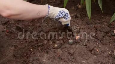 戴着手套的女专业园丁正在用一种特殊的工具松土。