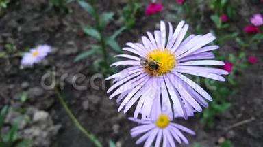 在麦可马斯-雏菊紫菀-阿米勒斯丛中<strong>饲喂</strong>普通蜜蜂