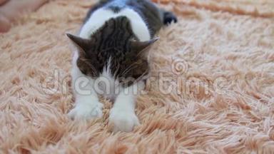 休息和睡眠的概念.. 小毛猫爪子特写.. 一只斑纹灰猫正在用毯子的爪子按摩