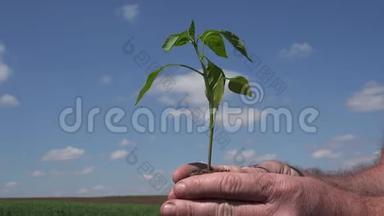 农民的形象保持在<strong>手中</strong>，研究和观察一种小而年轻的植物