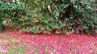 山茶树的开花。 红花。 实时4K。
