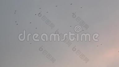 一群鸟在日落时分在多云的天空中飞翔