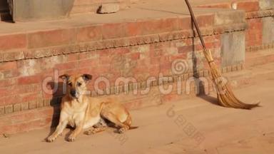 在阳光下，狗在石街上。 在阳光下，大狗躺在靠近建筑物红石地基的路面上。 日常生活