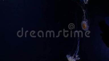 水母在深蓝色的海面上<strong>游动</strong>