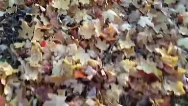 秋天的观叶躺在地上，女孩的腿沙沙作响的叶子。 金秋的乐趣和娱乐