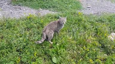 家可爱的小动物，草地上的小灰猫