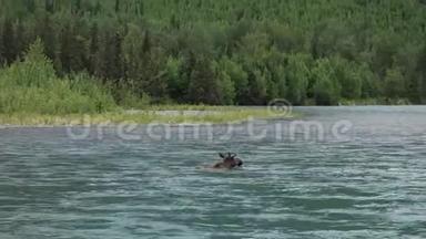 一只麋鹿穿过快速移动的俄罗斯河