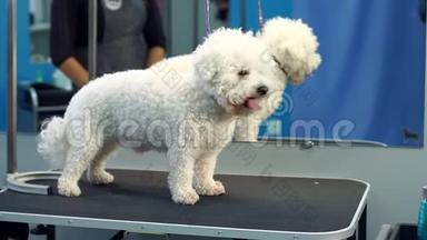 一只小狗Bichon Frise站在兽医诊所的桌子上。