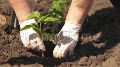 园丁在地上长出一个芽. 绿芽种在地上，双手戴手套.. 特写镜头。 栽培