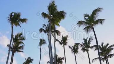 椰子棕榈树和彩虹与<strong>蓝色</strong>的热带天空与云。 暑假热带假期